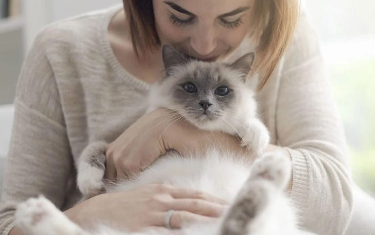 خلق و خو و ویژگی‌های گربه بیرمن