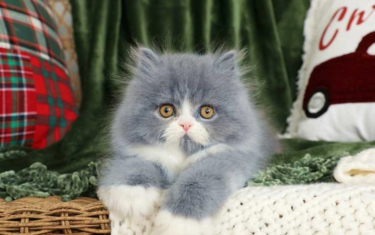 گربه پرشین آبی کرم