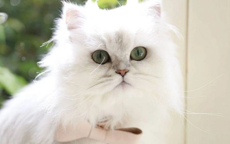 نگهداری گربه نژاد چین چیلا