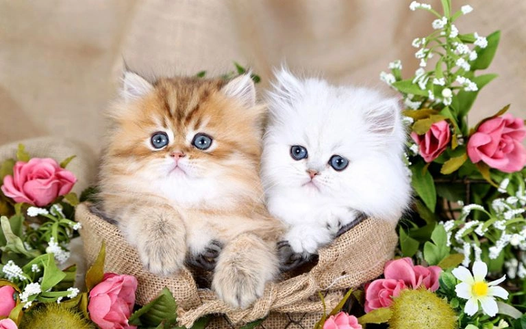 قیمت پرشین عروسکی (فنجانی)