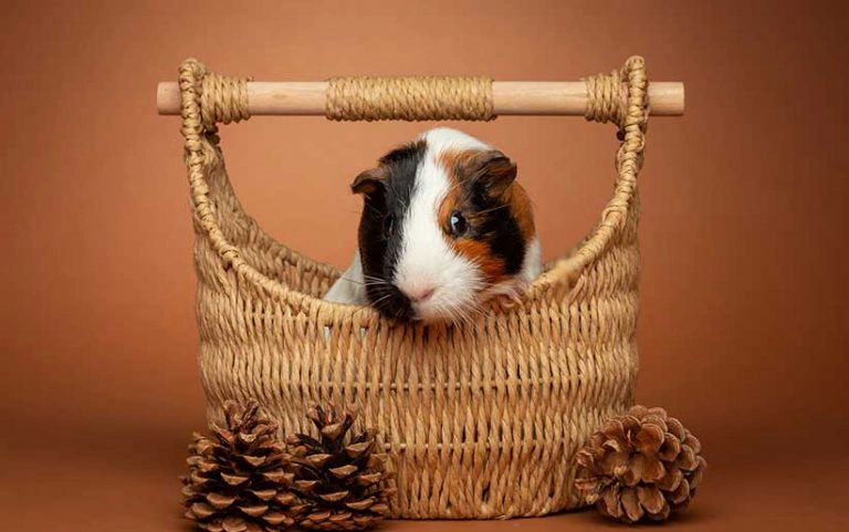 خوکچه هندی قهوه‌ای-مشکی- سفید در داخل سبد