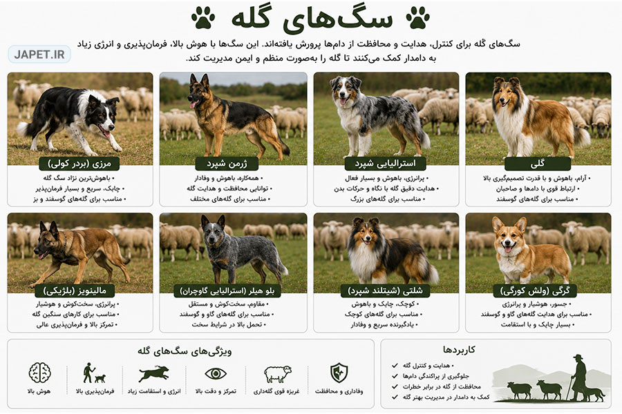 اینفوگرافیک سگ‌های گله شامل بردر کولی، ژرمن شپرد، استرالیان شپرد، کولی، مالینویز، بلو هیلر، شتلند شپرد و ولش کورگی که در کنار گله دام نمایش داده شده‌اند. تصویر ویژگی‌هایی مانند هدایت گله، محافظت از دام، هوش بالا، تمرکز، فرمان‌پذیری، چابکی و نقش این سگ‌ها در دامداری را معرفی می‌کند.