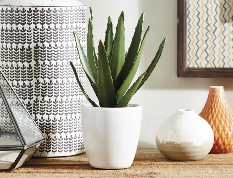 aloe-vera
