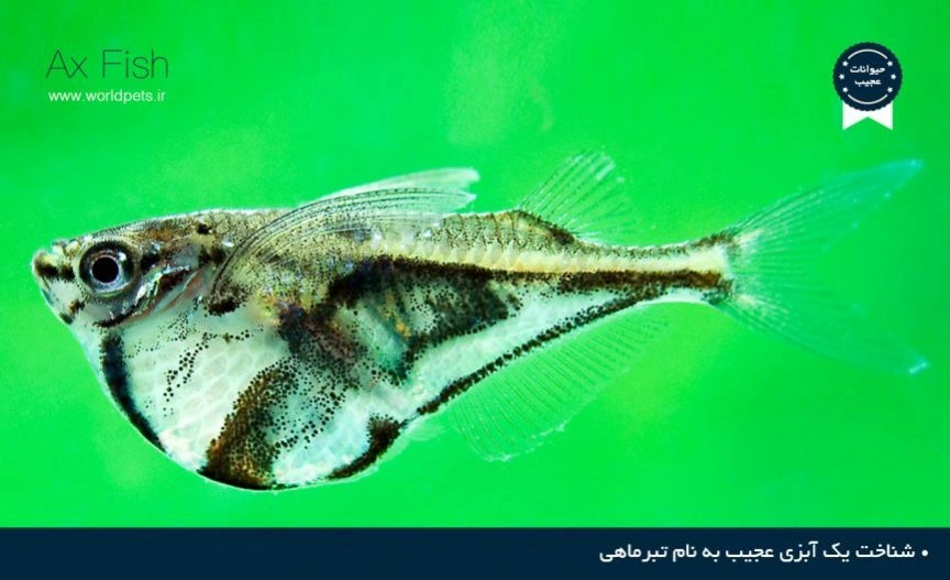 شناخت یک آبزی عجیب به نام تبرماهی