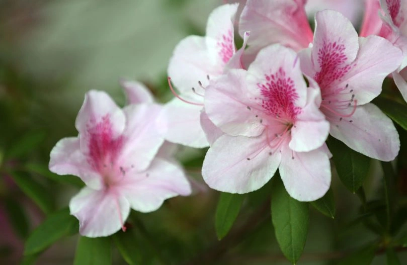 azalea-3