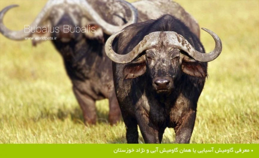 معرفی گاومیش آسیایی یا همان گاومیش آبی و نژاد خوزستان