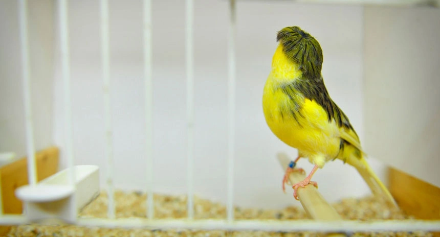 canary-crest