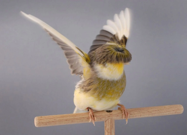 canary-gloster