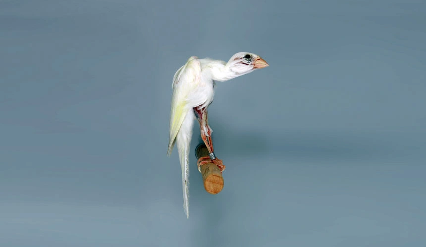 canary-jiber-italian