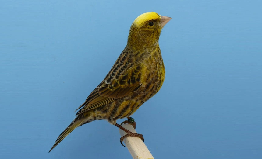 canary-lizard