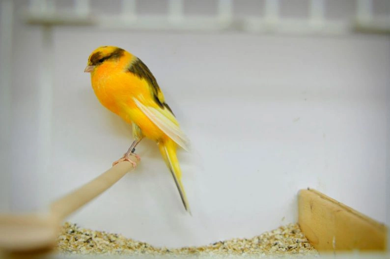 canary-yorkshire