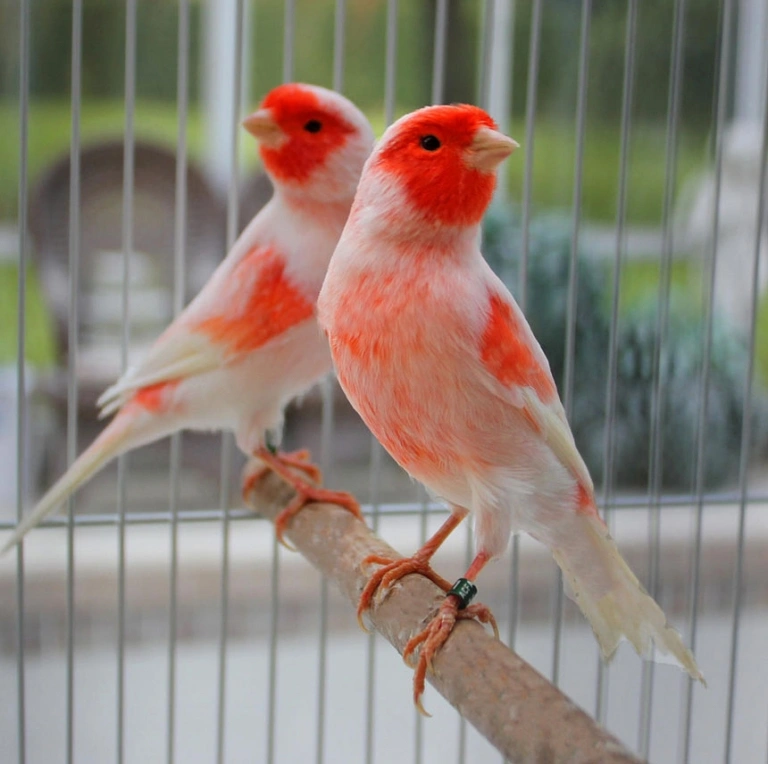 canary-mosaic