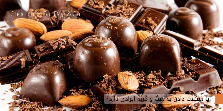 شکلات دادن به سگ و گربه