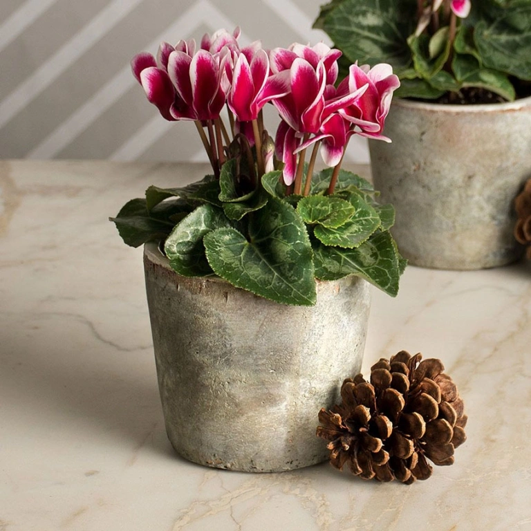 cyclamen