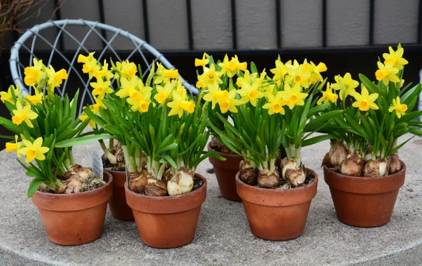 daffodils