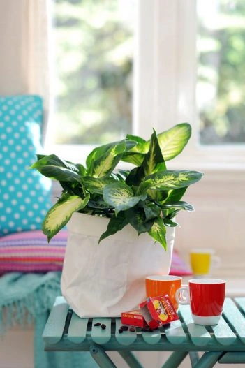 dieffenbachia