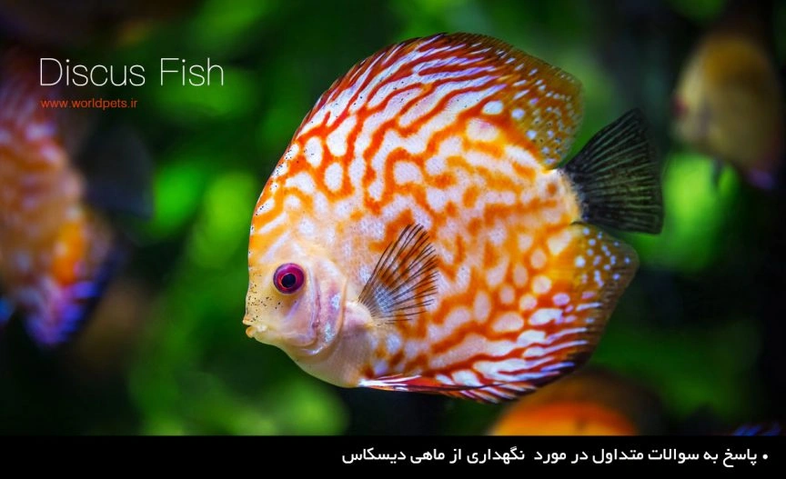 پاسخ به سوالات متداول در مورد نگهداری از ماهی دیسکس (دیسکاس)