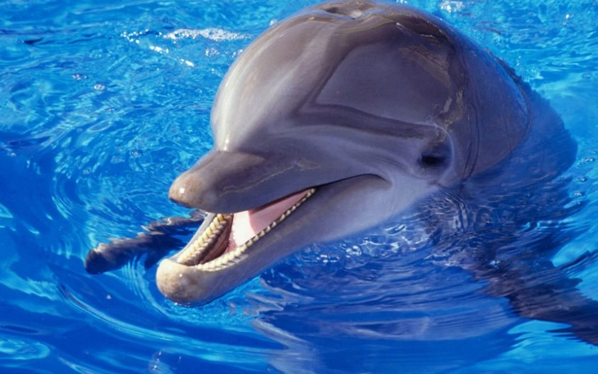 dolphin-1