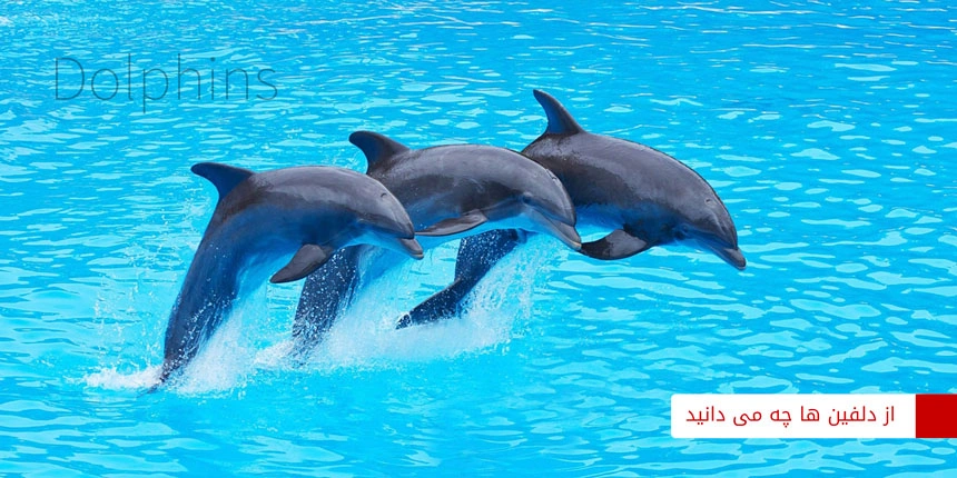 dolphin-2