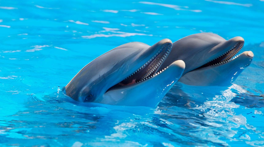 dolphin-3