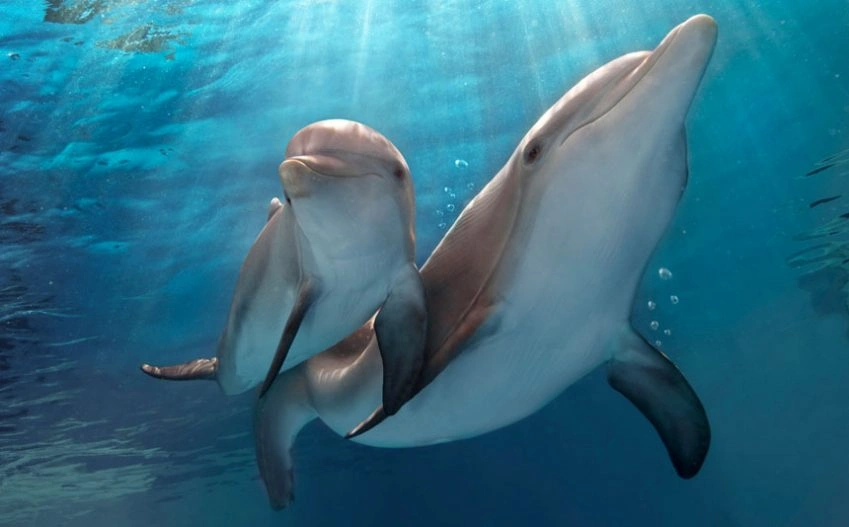 dolphin-4