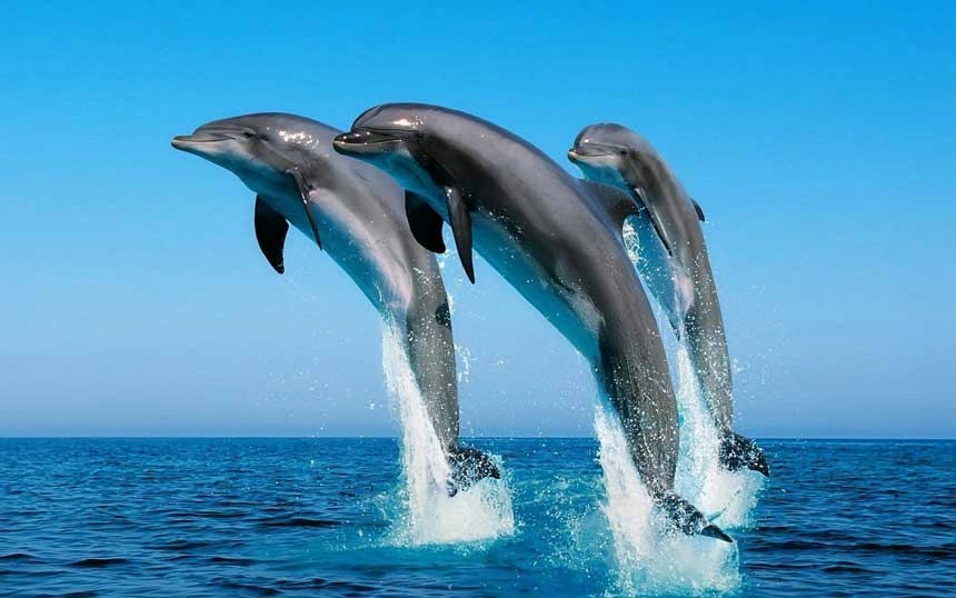 dolphin-5