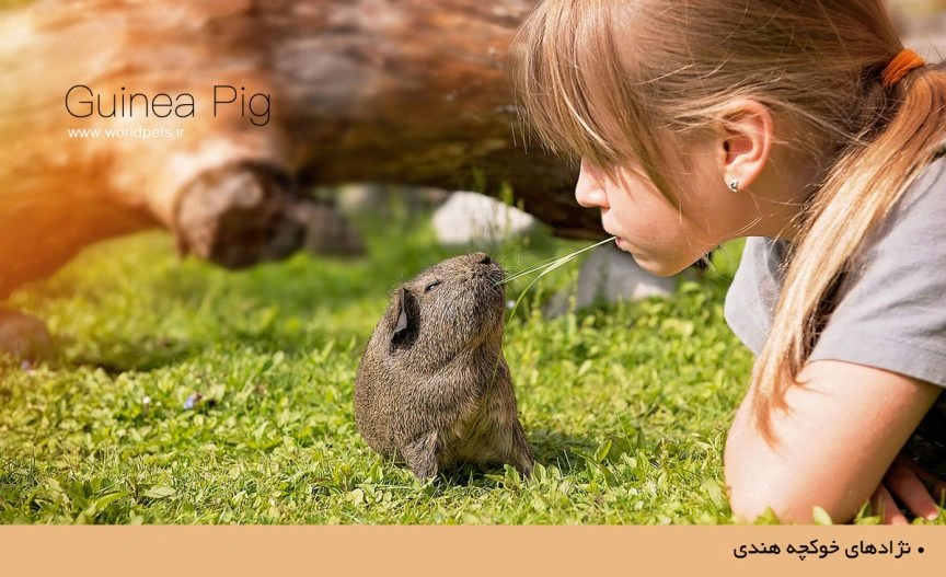 آشنایی با نژادهای خوکچه هندی