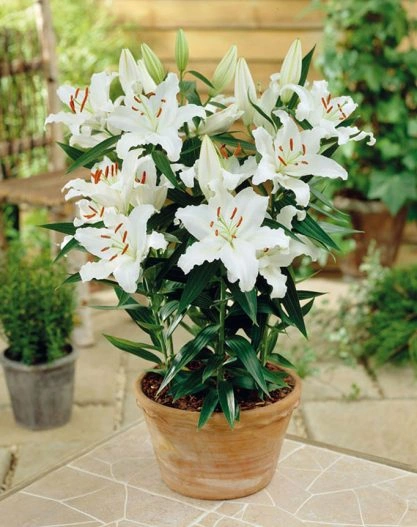 lilies