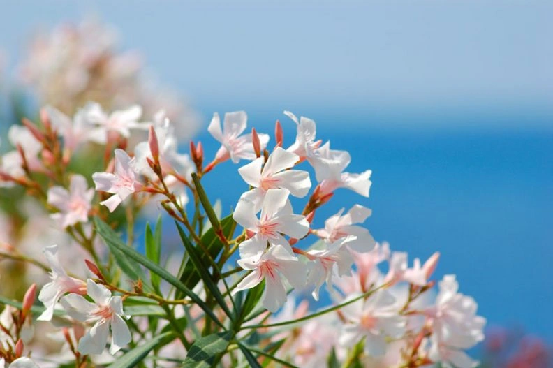 oleander-3