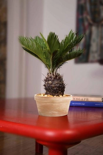 sago-palm