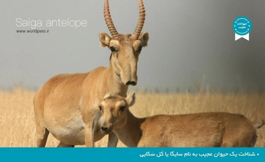 شناخت یک حیوان عجیب به نام سایگا یا کَل سَکایی