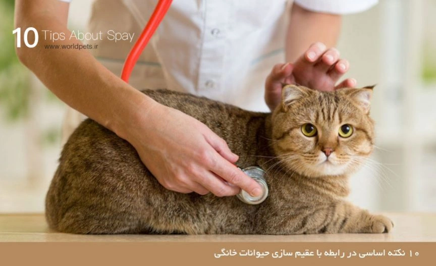 ۱۰ نکته اساسی در رابطه با عقیم سازی حیوانات خانگی