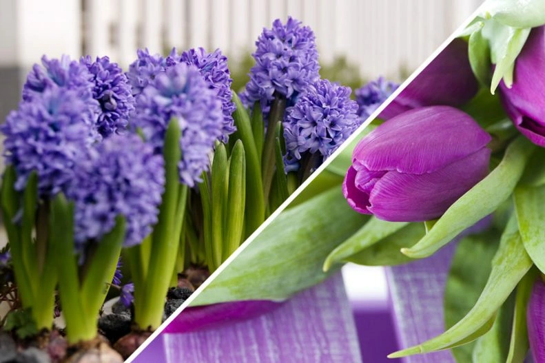 tulips-and-hyaciths