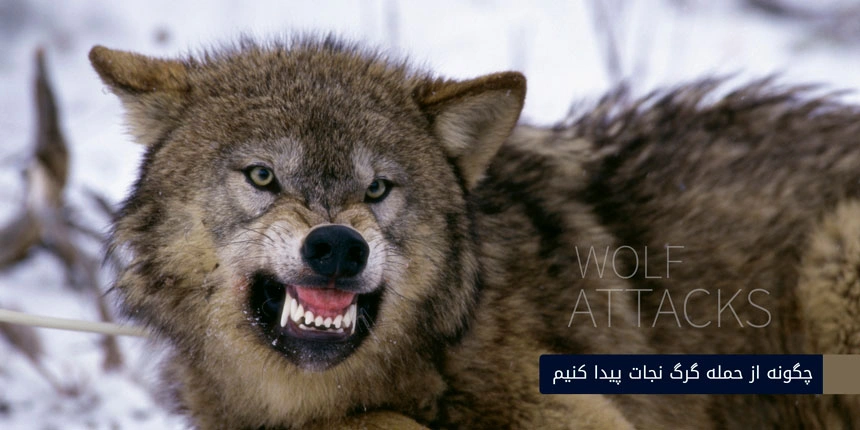 حمله گرگ