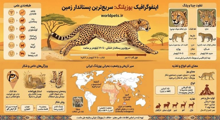 اینفوگرافیک بررسی یوزپلنگ(چیتا)