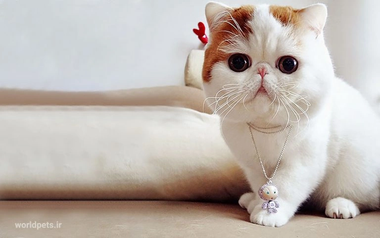 شخصیت اگزوتیک مو کوتاه