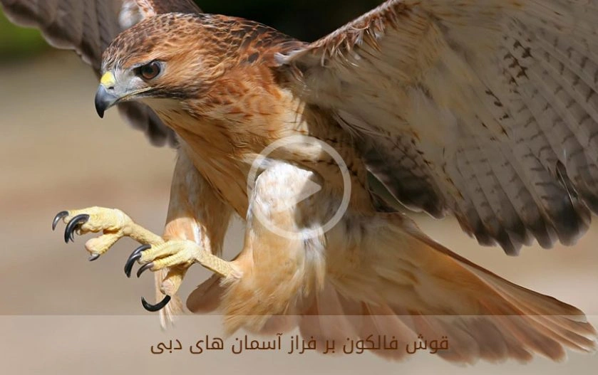 قوش فالکون بر فراز آسمان های دبی