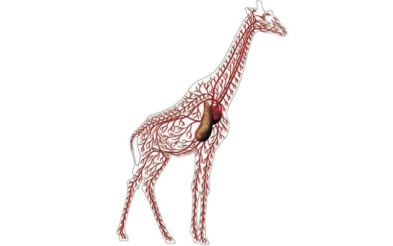 بررسی دستگاه گردش خون زرافه