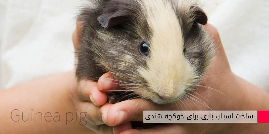 اسباب بازی خوکچه هندی