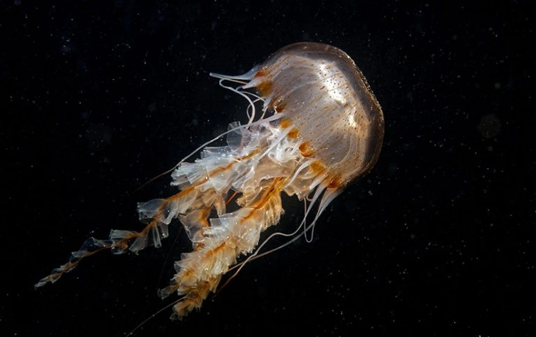 عکس با کیفیت عروس دریایی در اعماق اقیانوس (Jellyfish)