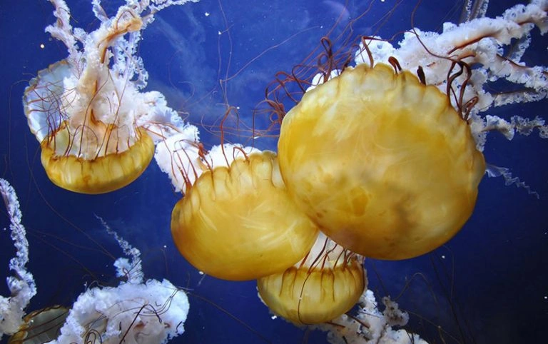 عکس عروس دریایی نامیرا (Turritopsis dohrnii) تنها موجود جاودانه جهان