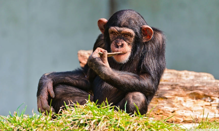 space-chimps-4