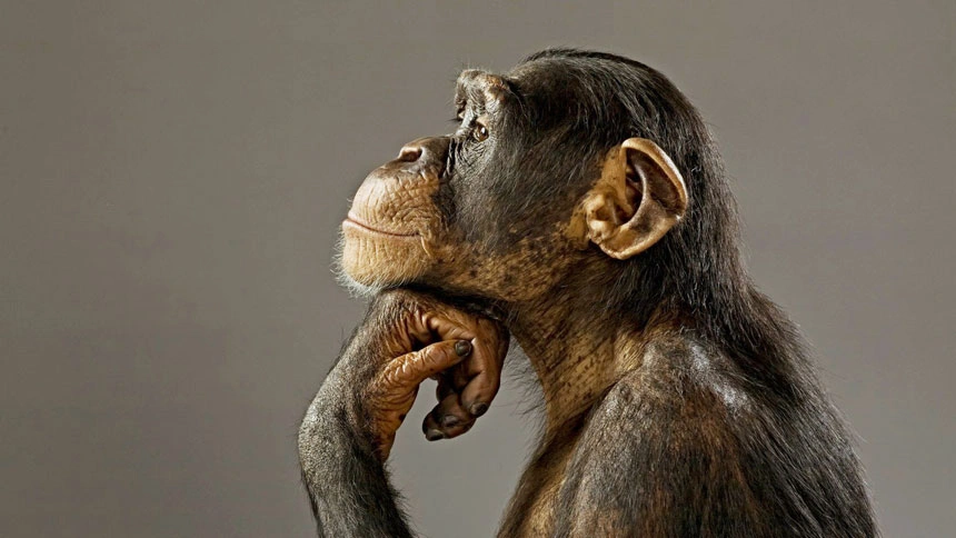 space-chimps-5