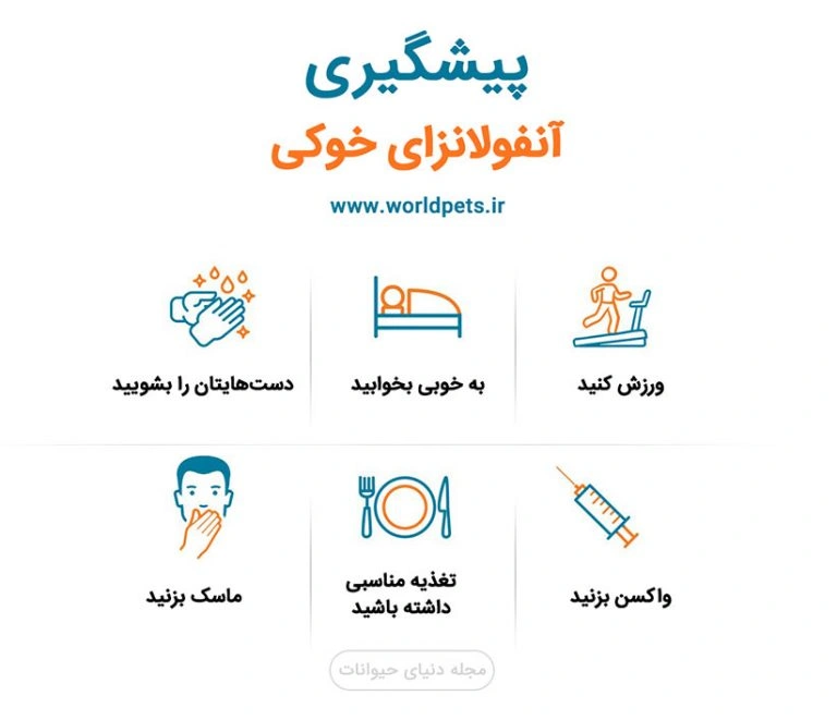 ۶ کار برای پیشگیری از آنفولانزای خوکی