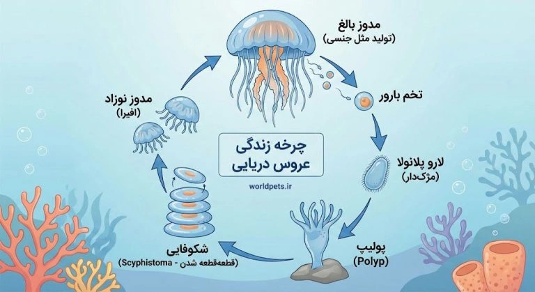 اینفوگرافیک چرخه زندگی عروس دریایی؛ مراحل تبدیل لارو و پولیپ به مدوز بالغ